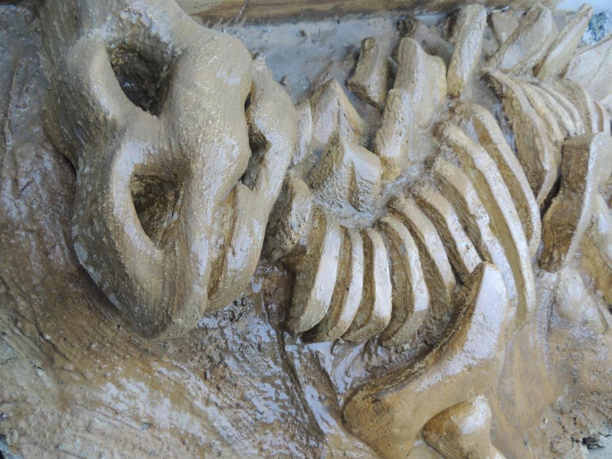 Hotel Recanto Dos Dinossauros Penha  Εξωτερικό φωτογραφία